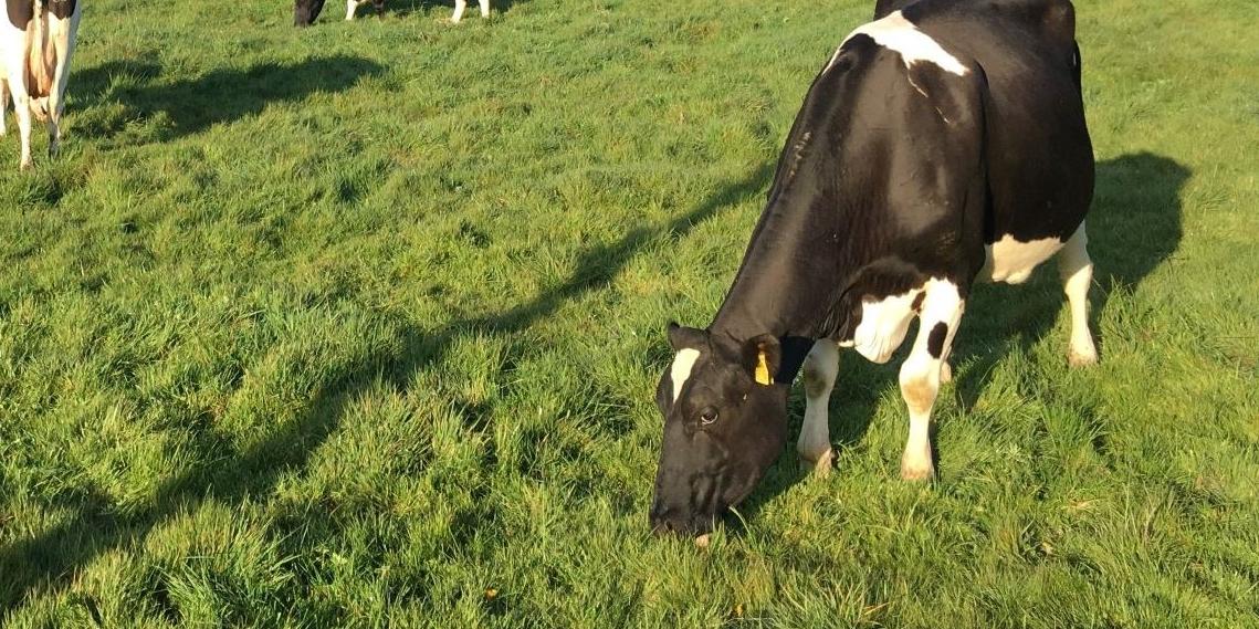 Cows