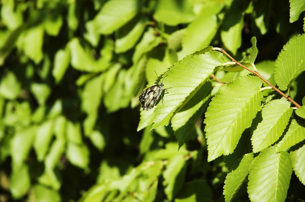 Leaves and bug
