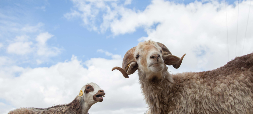 Image of Awassi sheep in Ethiopia.