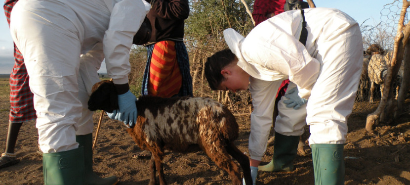 Researchers examining goat as part of the study