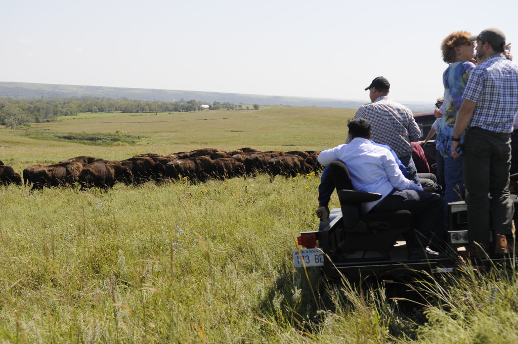 Buffalo on prairie