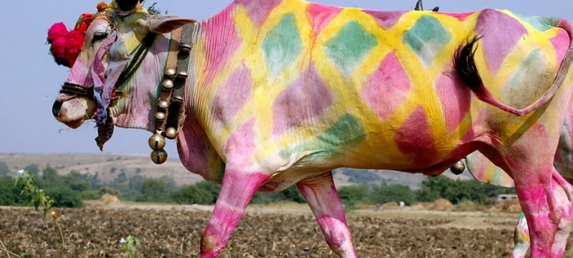 Holy Cow