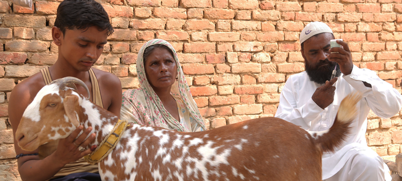 Vaccinating a goat