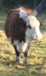 cow
