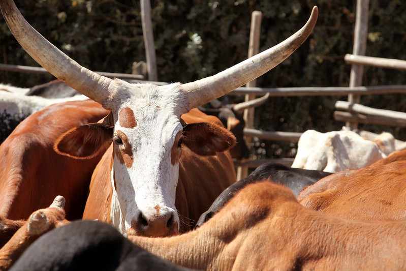 Cow