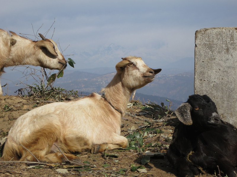 Goats