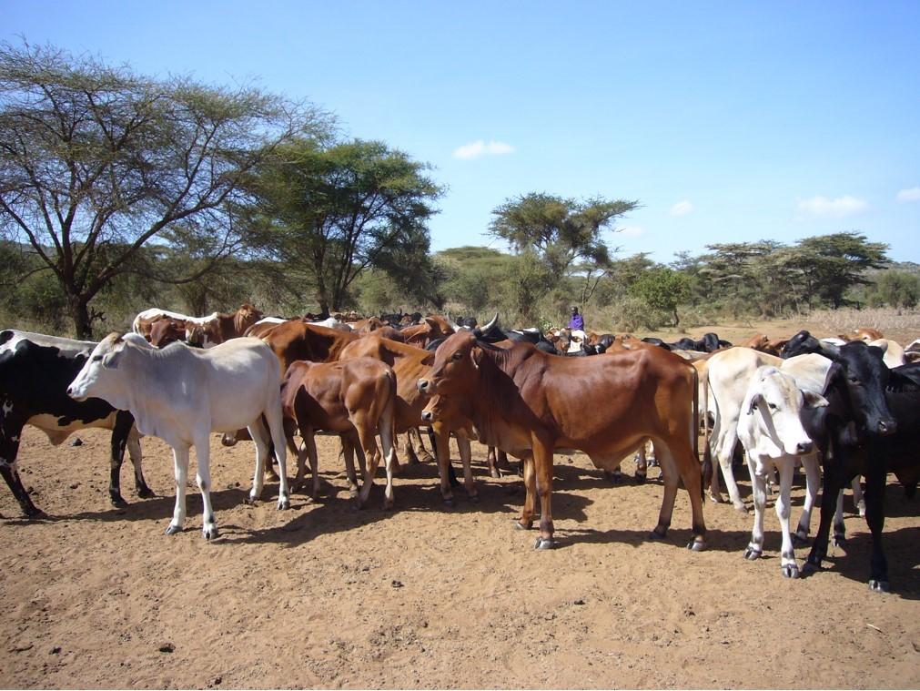 Cattle in Ethiopia