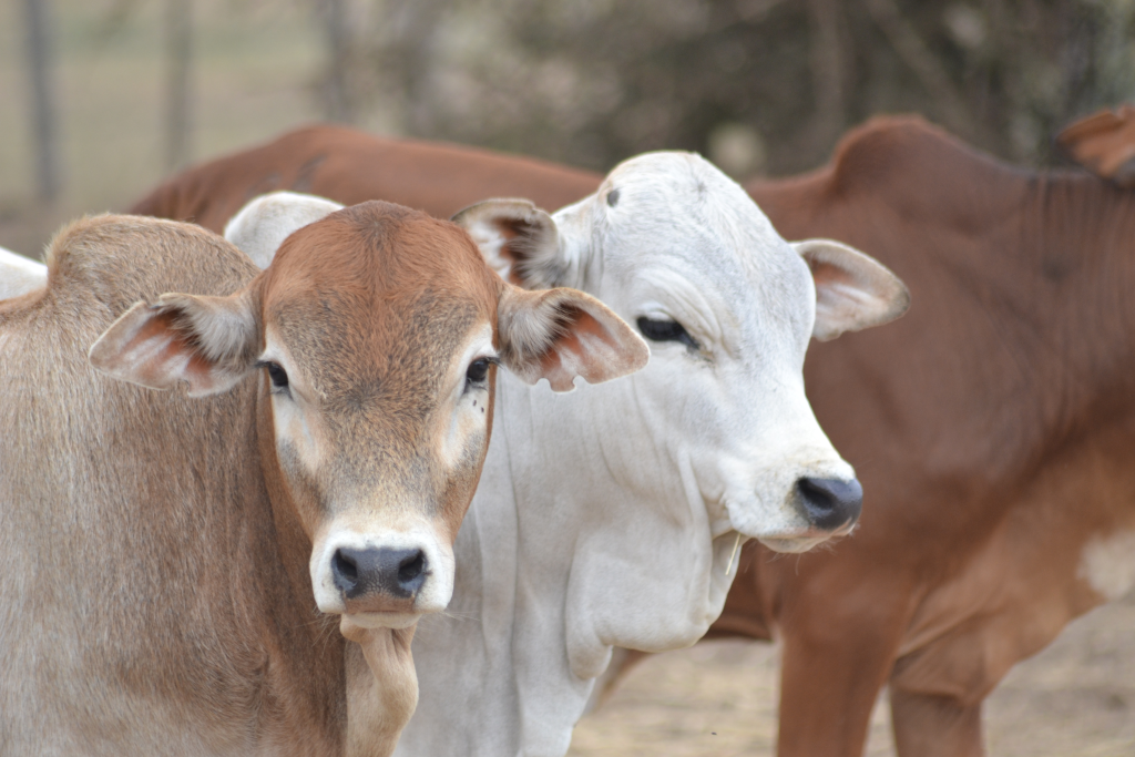 Cows