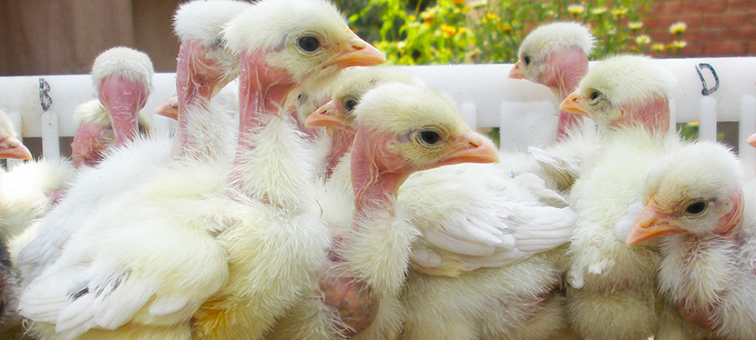 Chicken