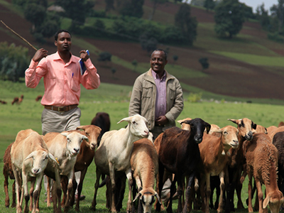 Livestock in Sub Saharan Africa