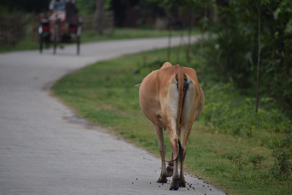 cow