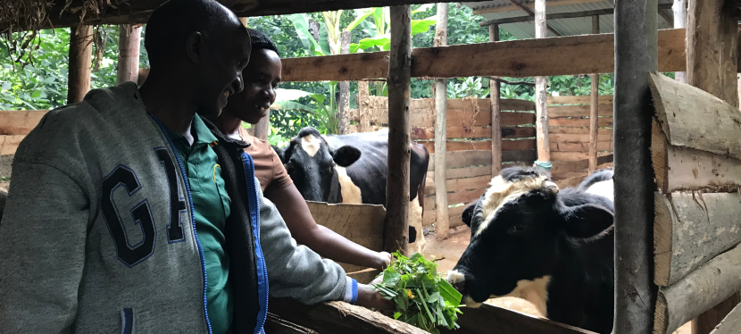 Feeding cows
