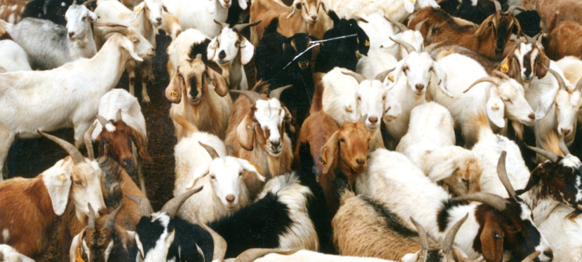 Goats