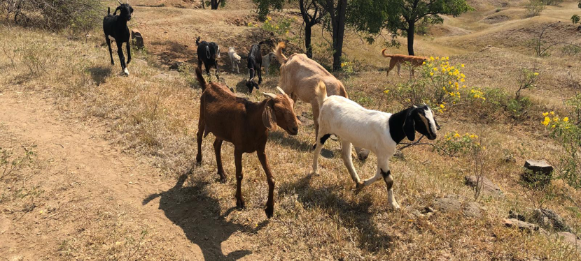 Goats in rural India