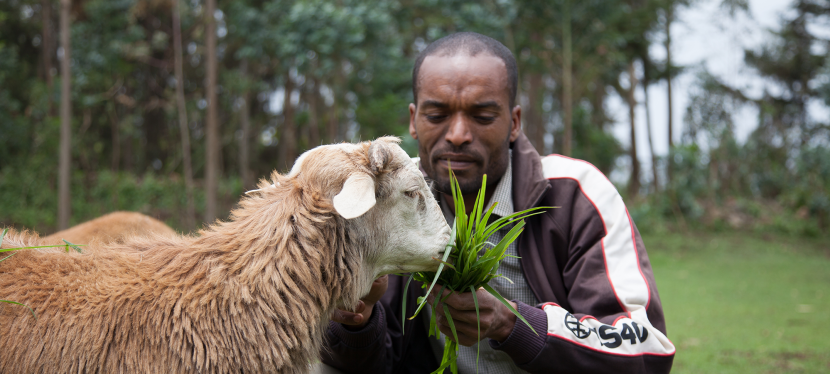 Man feeds sheep