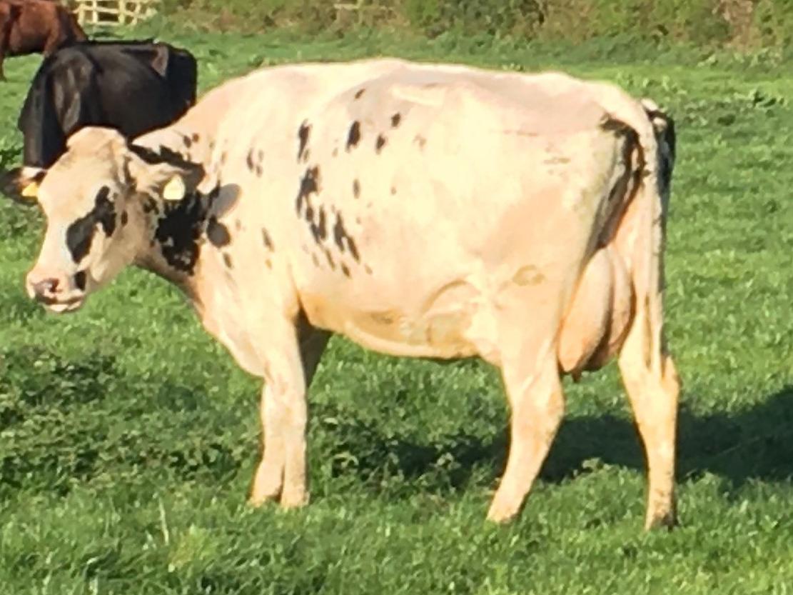 cattle in field