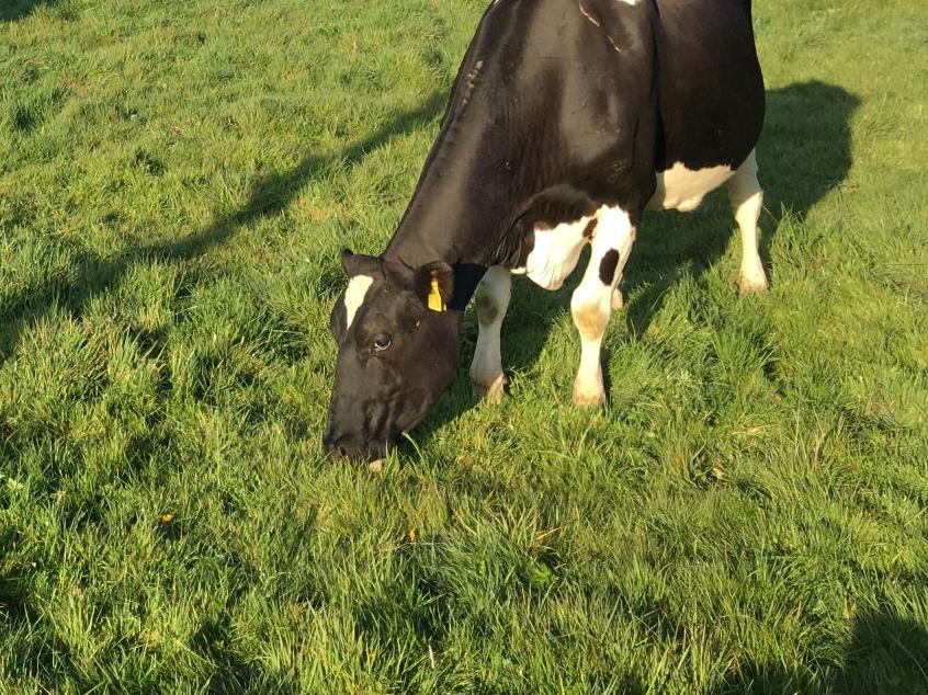 Feeding cows