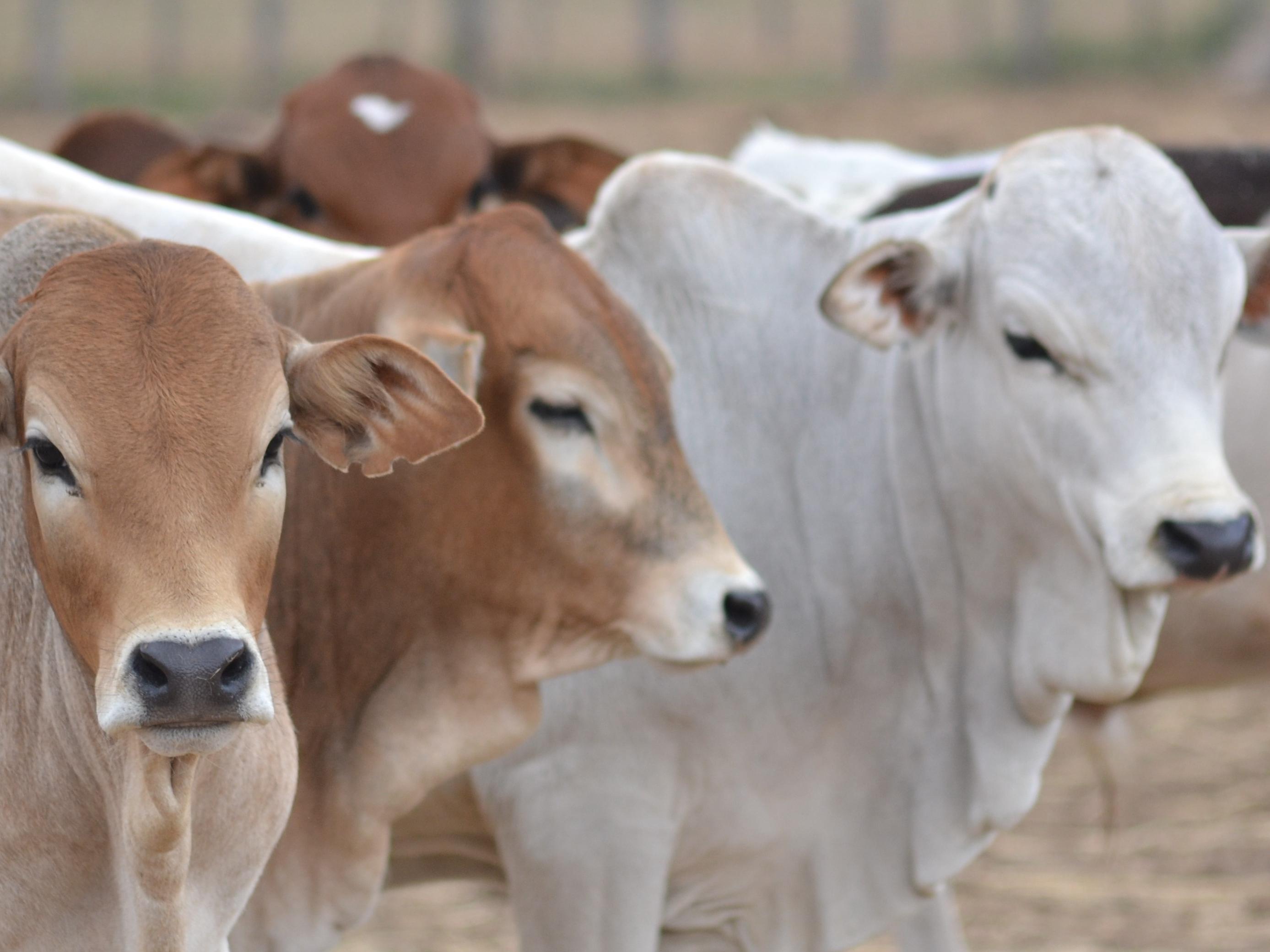 Cattle