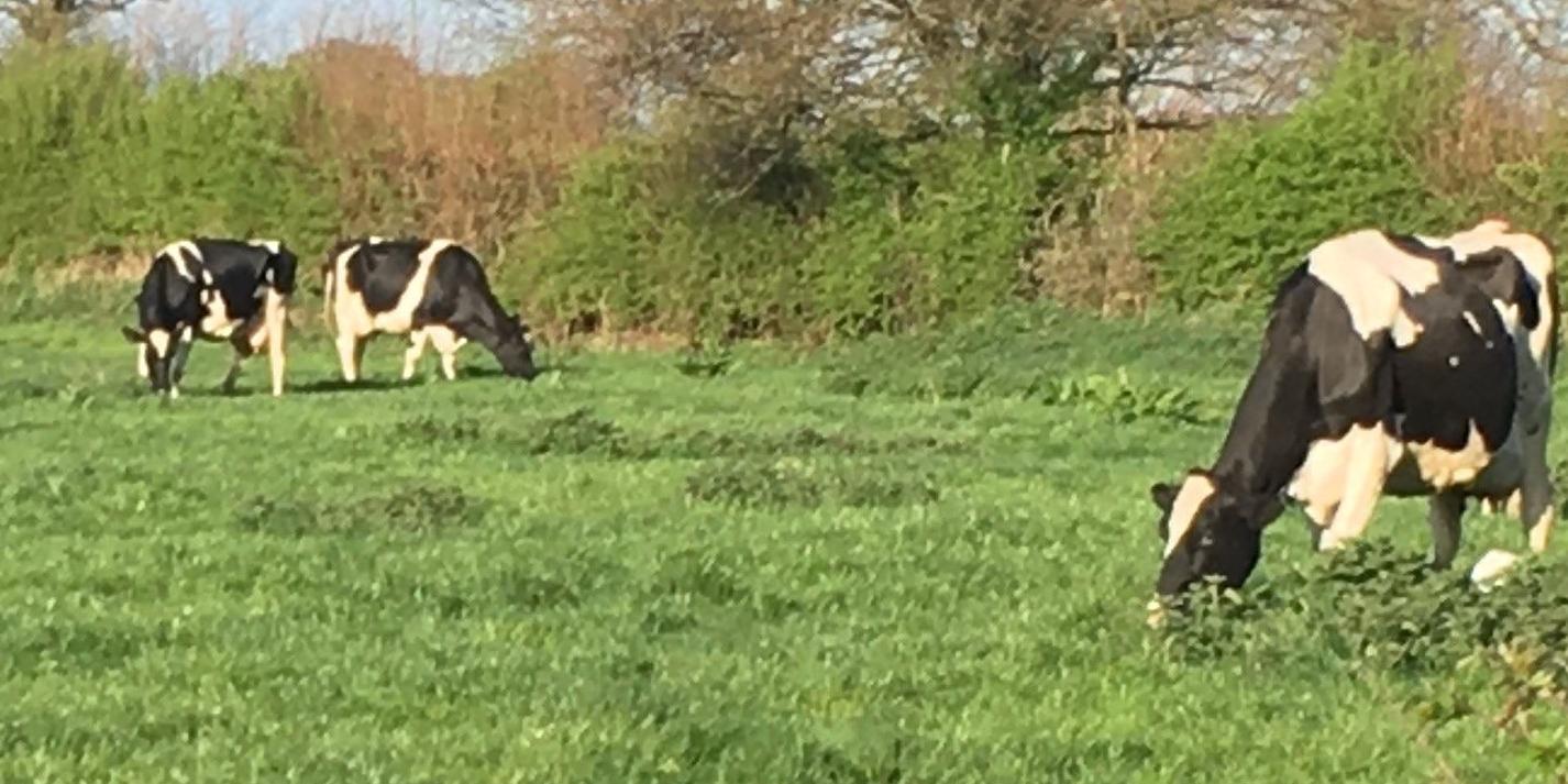 cow in field
